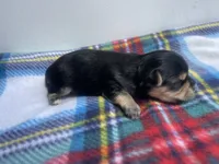Plaid Boy, a male Morkie for sale in Glasgow, KY – 5 of 5