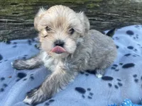 Grey Boy, a male Morkie for sale in Glasgow, KY – 2 of 8