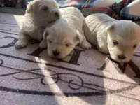 CKC Grey Girl, a female Maltese for sale in Glasgow, KY – Photo 4 of 5