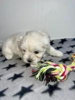 CKC Grey Girl, a female Maltese for sale in Glasgow, KY – Photo 4 of 9