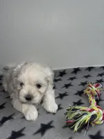 CKC Grey Girl, a female Maltese for sale in Glasgow, KY – Photo 2 of 9