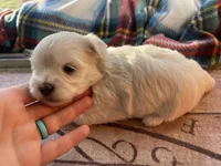 CKC Grey Girl, a female Maltese for sale in Glasgow, KY – Photo 3 of 9