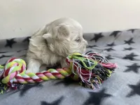 CKC Grey Girl, a female Maltese for sale in Glasgow, KY – Photo 2 of 5