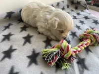 CKC Grey Girl, a female Maltese for sale in Glasgow, KY – Photo 3 of 5