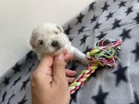 CKC Grey Girl, a female Maltese for sale in Glasgow, KY – Photo 1 of 5