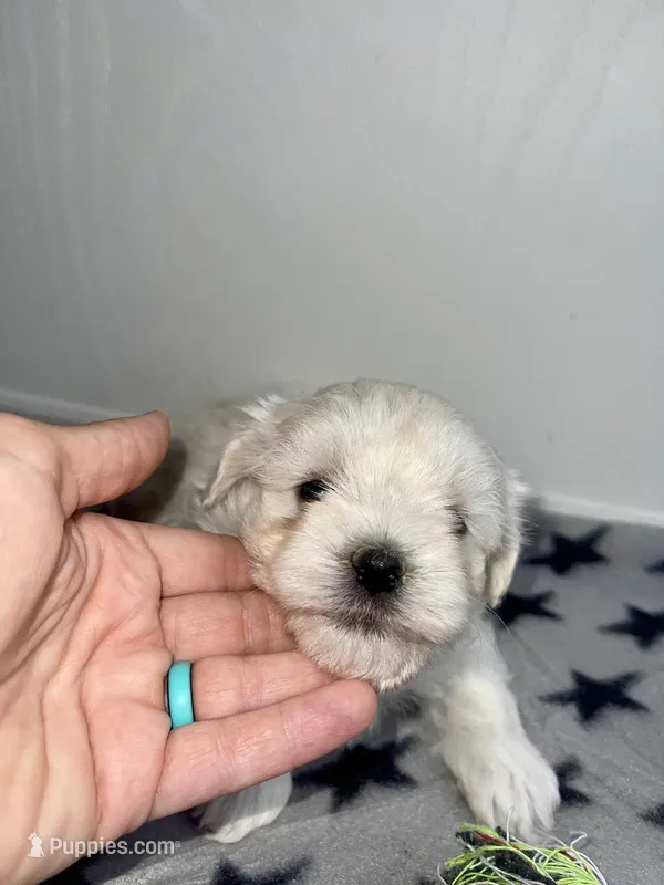 CKC Grey Girl, a female Maltese for sale in Glasgow, KY – Photo 1 of 9