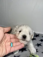 CKC Grey Girl, a female Maltese for sale in Glasgow, KY – Photo 1 of 9