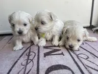 CKC Grey Girl, a female Maltese for sale in Glasgow, KY – Photo 7 of 9