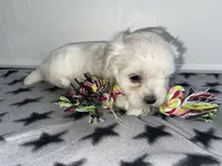 CKC Grey Girl, a female Maltese for sale in Glasgow, KY – Photo 5 of 9