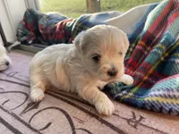 CKC Grey Girl, a female Maltese for sale in Glasgow, KY – Photo 8 of 9