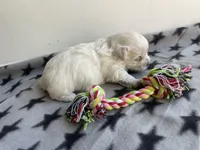 CKC Grey Girl, a female Maltese for sale in Glasgow, KY – Photo 5 of 5