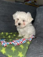 CKC Green Girl, a female Maltese for sale in Glasgow, KY – 3 of 9