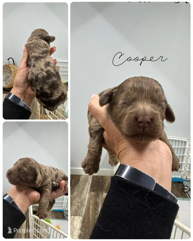 Cooper – Cockapoo puppy for sale in Revere, MO
