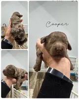 Cooper, a male Cockapoo for sale in Revere, MO – 1 of 1