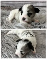 Ollie, a male Pomapoo for sale in Revere, MO – 1 of 1