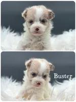 Buster, a male Pomapoo for sale in Revere, MO – 1 of 1