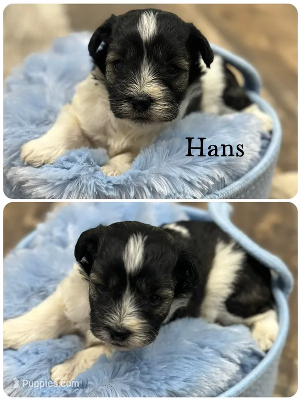 Hans – Miniature Schnauzer puppy for sale in Revere, MO