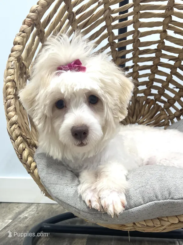 Nova – Schnoodle puppy for sale in Revere, MO