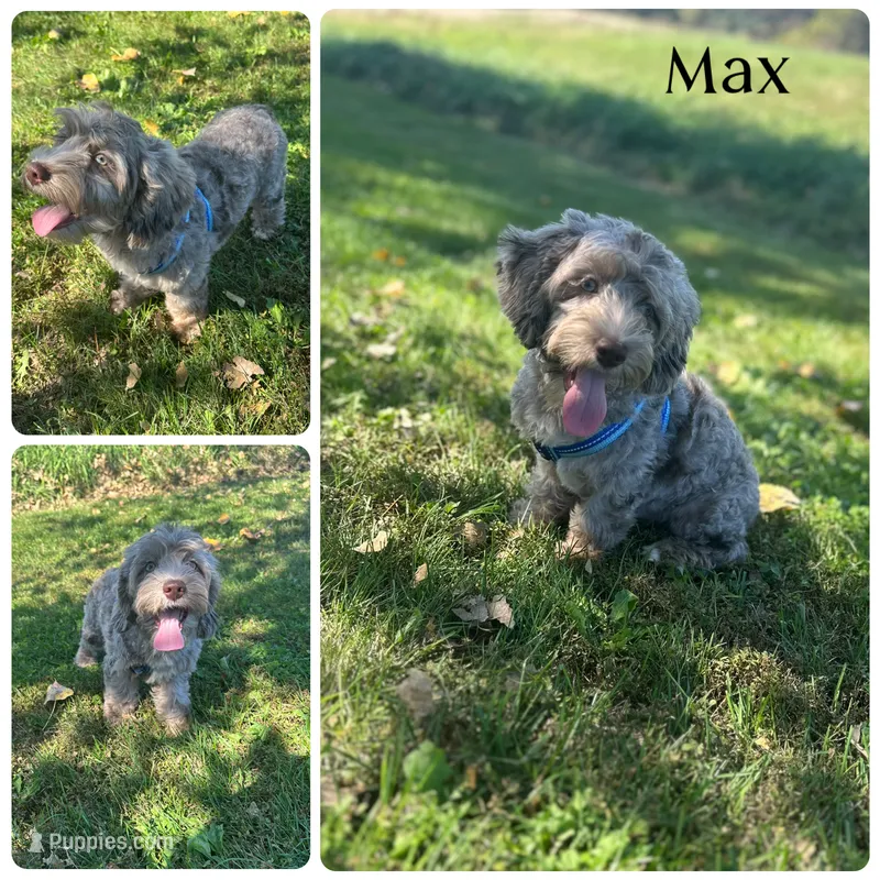 Max – Cockapoo puppy for sale in Revere, MO