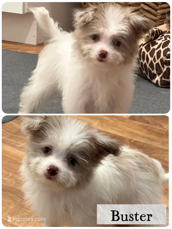 Buster – Pomapoo puppy for sale in Revere, MO