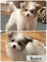 Buster, a male Pomapoo for sale in Revere, MO – 1 of 5