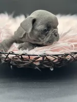 Jade, a female French Bulldog for sale in Revere, MO – 3 of 3