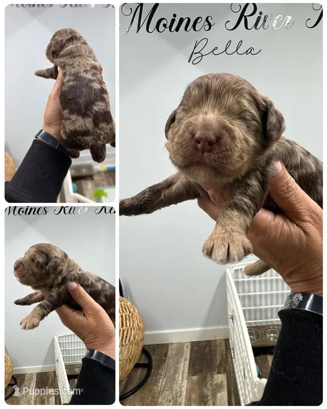 Bella – Cockapoo puppy for sale in Revere, MO