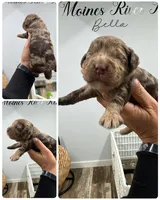 Bella, a female Cockapoo for sale in Revere, MO – 1 of 1