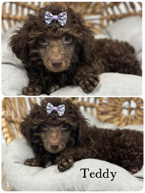 Teddy – Poodle - Miniature  puppy for sale in Revere, MO