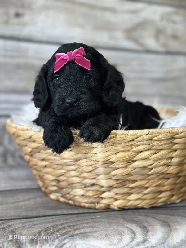 Vivian – Cockapoo puppy for sale in Revere, MO