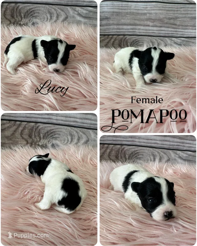 Lucy – Pomapoo puppy for sale in Revere, MO