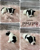 Lucy, a female Pomapoo for sale in Revere, MO – 1 of 1
