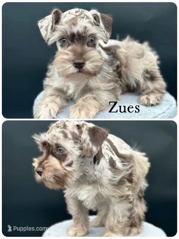 Zues – Miniature Schnauzer puppy for sale in Revere, MO