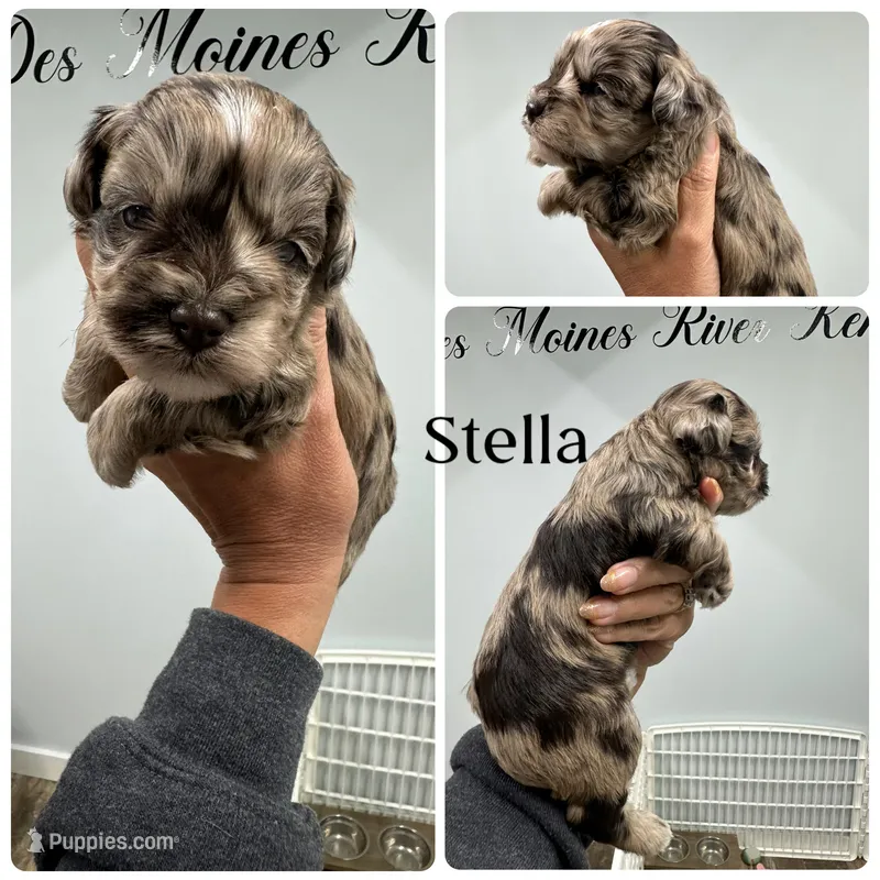 Stella – Miniature Schnauzer puppy for sale in Revere, MO