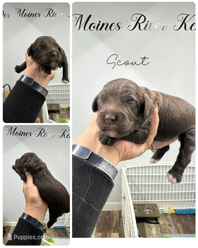 Scout – Cockapoo puppy for sale in Revere, MO