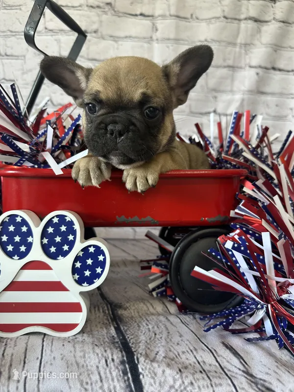 Tank – French Bulldog puppy for sale in Revere, MO