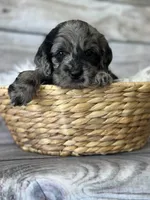 Otis, a male Cockapoo for sale in Revere, MO – 2 of 2