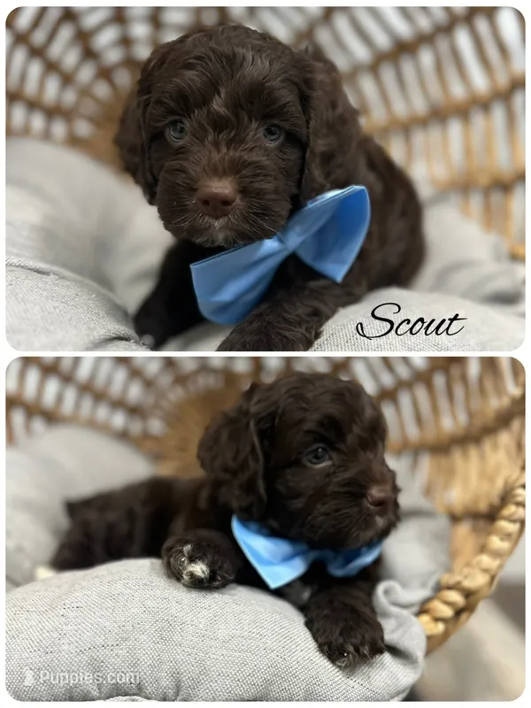 Scout – Cockapoo puppy for sale in Revere, MO