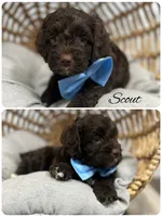 Scout, a male Cockapoo for sale in Revere, MO – 1 of 2