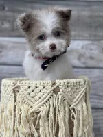 Buster, a male Pomapoo for sale in Revere, MO – 3 of 5