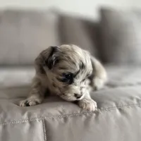 Stormy, a female Pomapoo for sale in Revere, MO – Photo 2 of 4