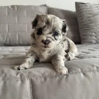 Stormy, a female Pomapoo for sale in Revere, MO – Photo 1 of 4