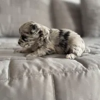 Stormy, a female Pomapoo for sale in Revere, MO – Photo 3 of 4