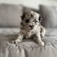 Stormy, a female Pomapoo for sale in Revere, MO – Photo 4 of 4