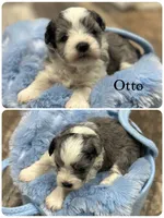 Otto, a male Miniature Schnauzer for sale in Revere, MO – 1 of 1