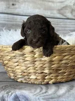 Teddy, a male Poodle - Miniature  for sale in Revere, MO – 2 of 2