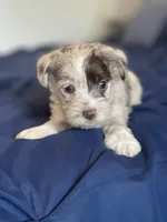 Cora, a female Miniature Schnauzer for sale in Revere, MO – Photo 3 of 7