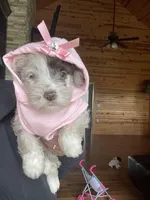 Cora, a female Miniature Schnauzer for sale in Revere, MO – Photo 7 of 7