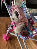 Cora, a female Miniature Schnauzer for sale in Revere, MO – Photo 4 of 7