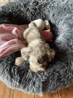 Cora, a female Miniature Schnauzer for sale in Revere, MO – Photo 5 of 7